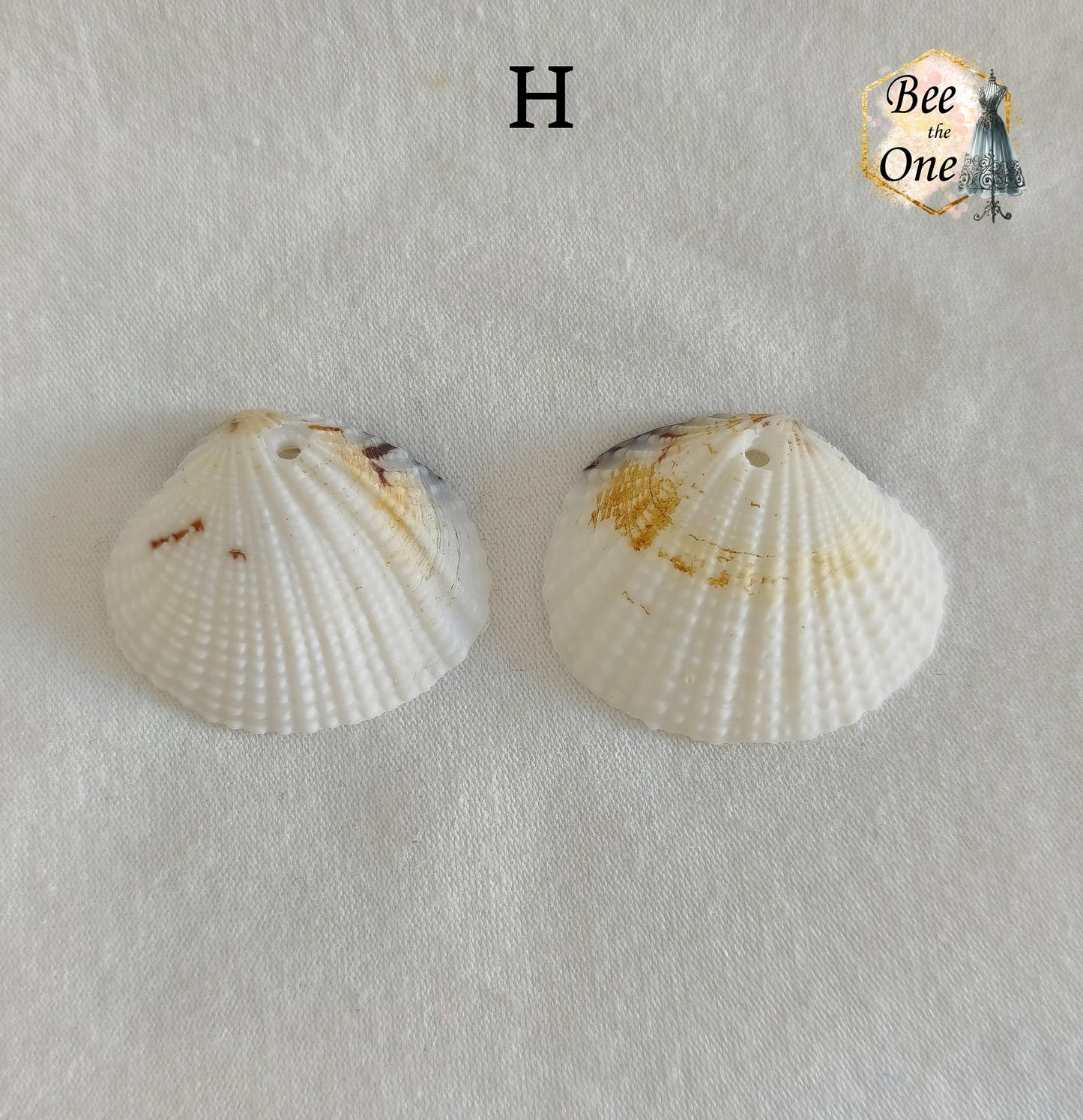 Paire de Breloques pendentif Coquillage naturel Coque - de 24 à 36 mm (au choix) - naturel