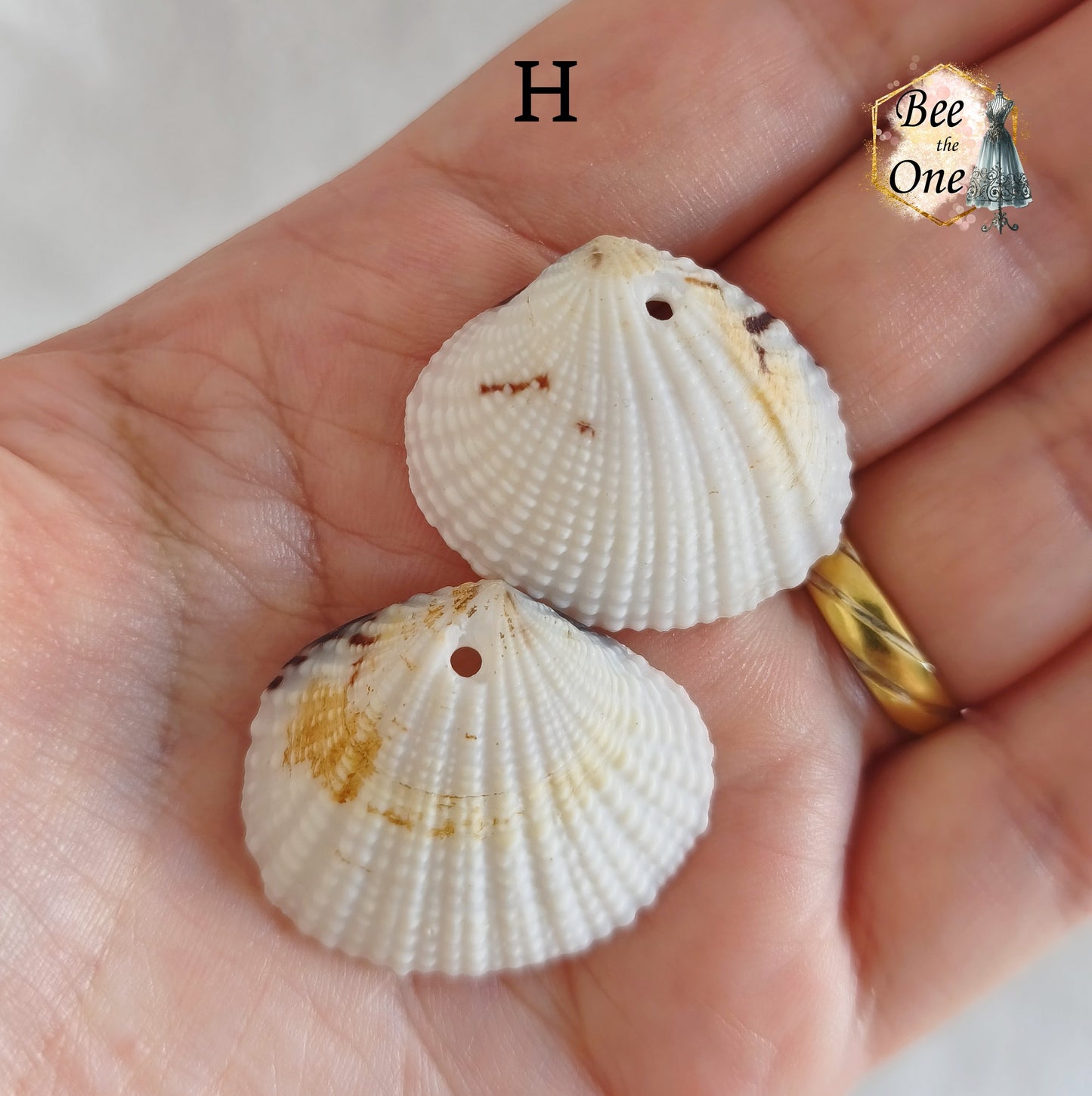 Paire de Breloques pendentif Coquillage naturel Coque - de 24 à 36 mm (au choix) - naturel