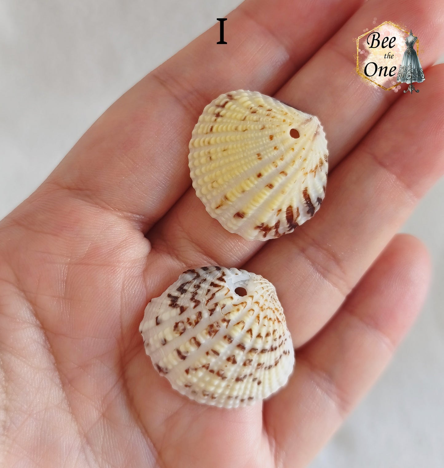Paire de Breloques pendentif Coquillage naturel Coque - de 24 à 36 mm (au choix) - naturel