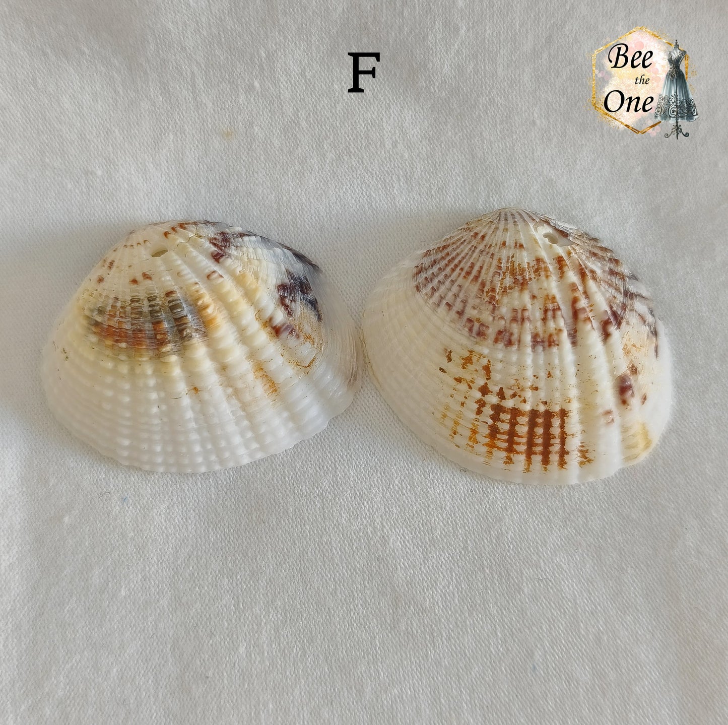 Paire de Breloques pendentif Coquillage naturel Coque - de 24 à 36 mm (au choix) - naturel