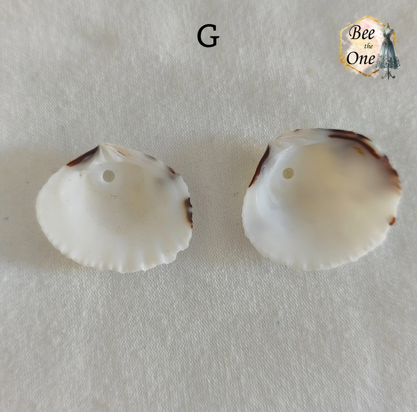 Paire de Breloques pendentif Coquillage naturel Coque - de 24 à 36 mm (au choix) - naturel