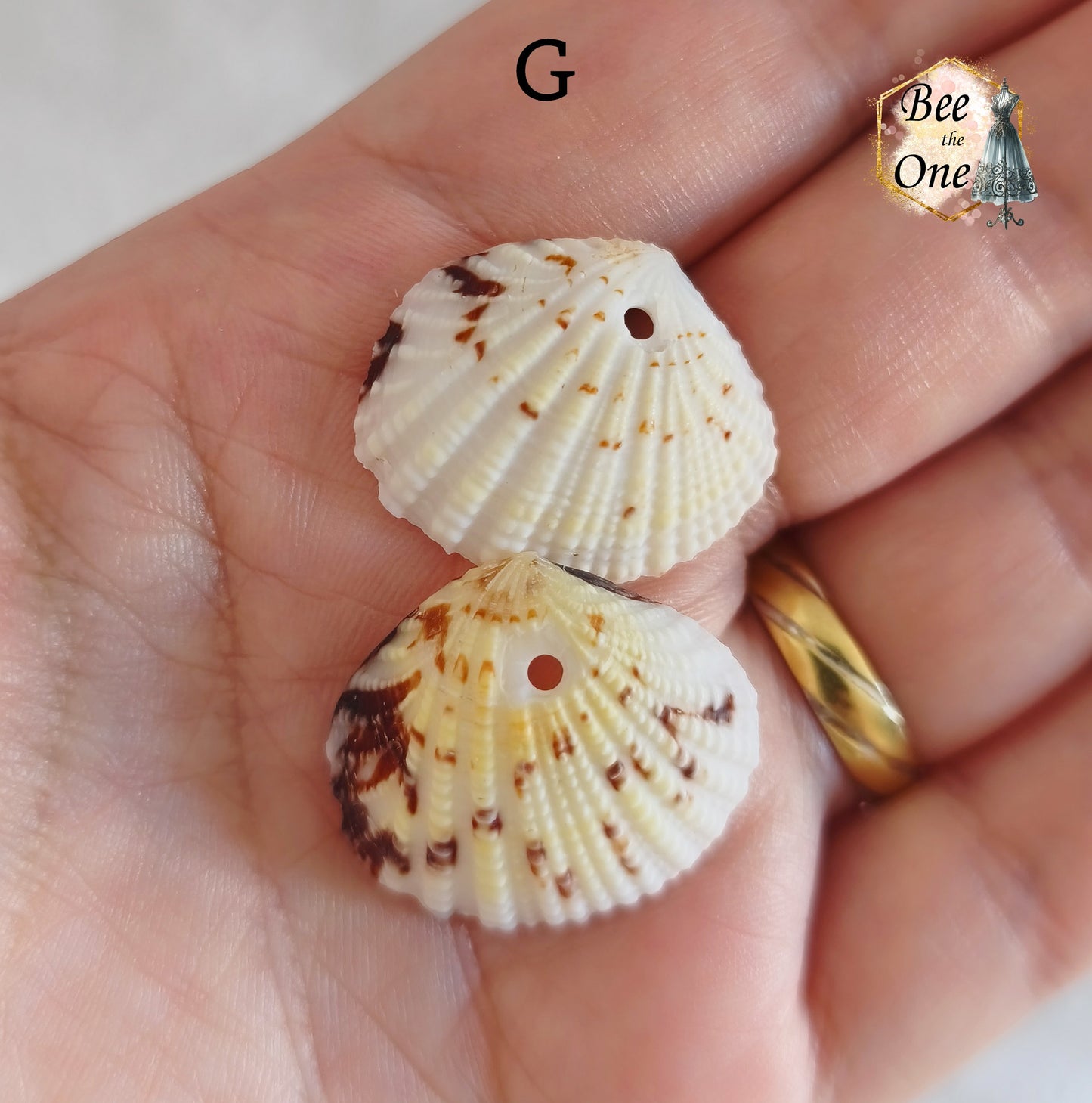 Paire de Breloques pendentif Coquillage naturel Coque - de 24 à 36 mm (au choix) - naturel