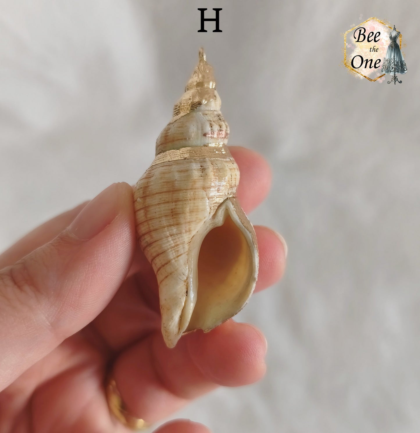 Breloque pendentif Coquillage naturel Buccin - de 40 à 60 mm (au choix) - naturel/doré