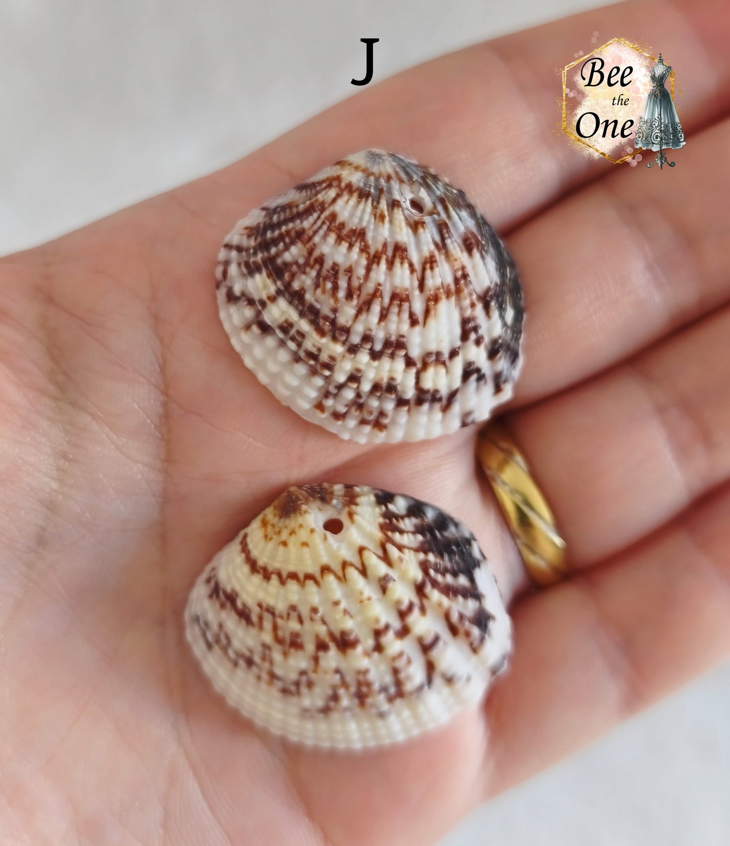 Paire de Breloques pendentif Coquillage naturel Coque - de 24 à 36 mm (au choix) - naturel