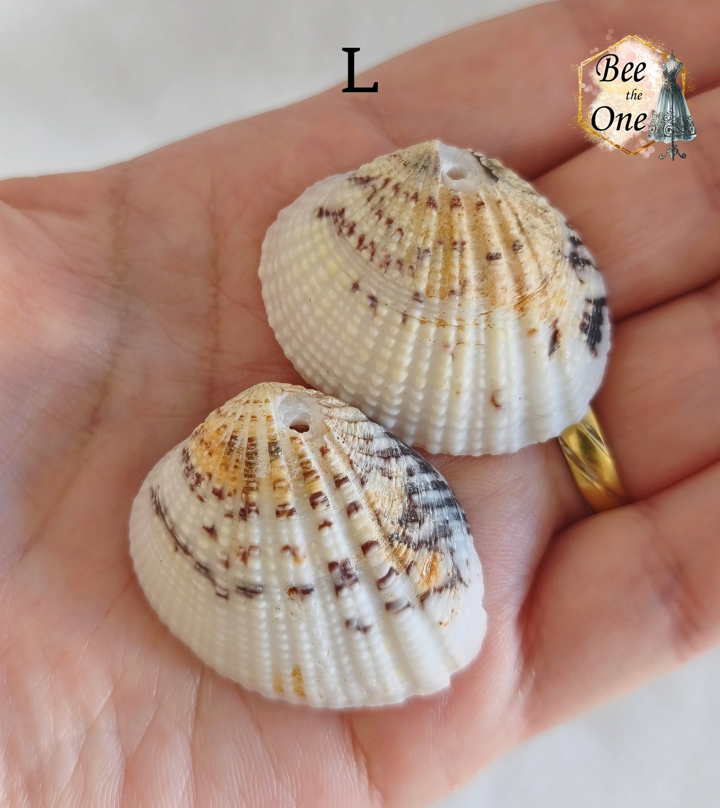 Paire de Breloques pendentif Coquillage naturel Coque - de 24 à 36 mm (au choix) - naturel