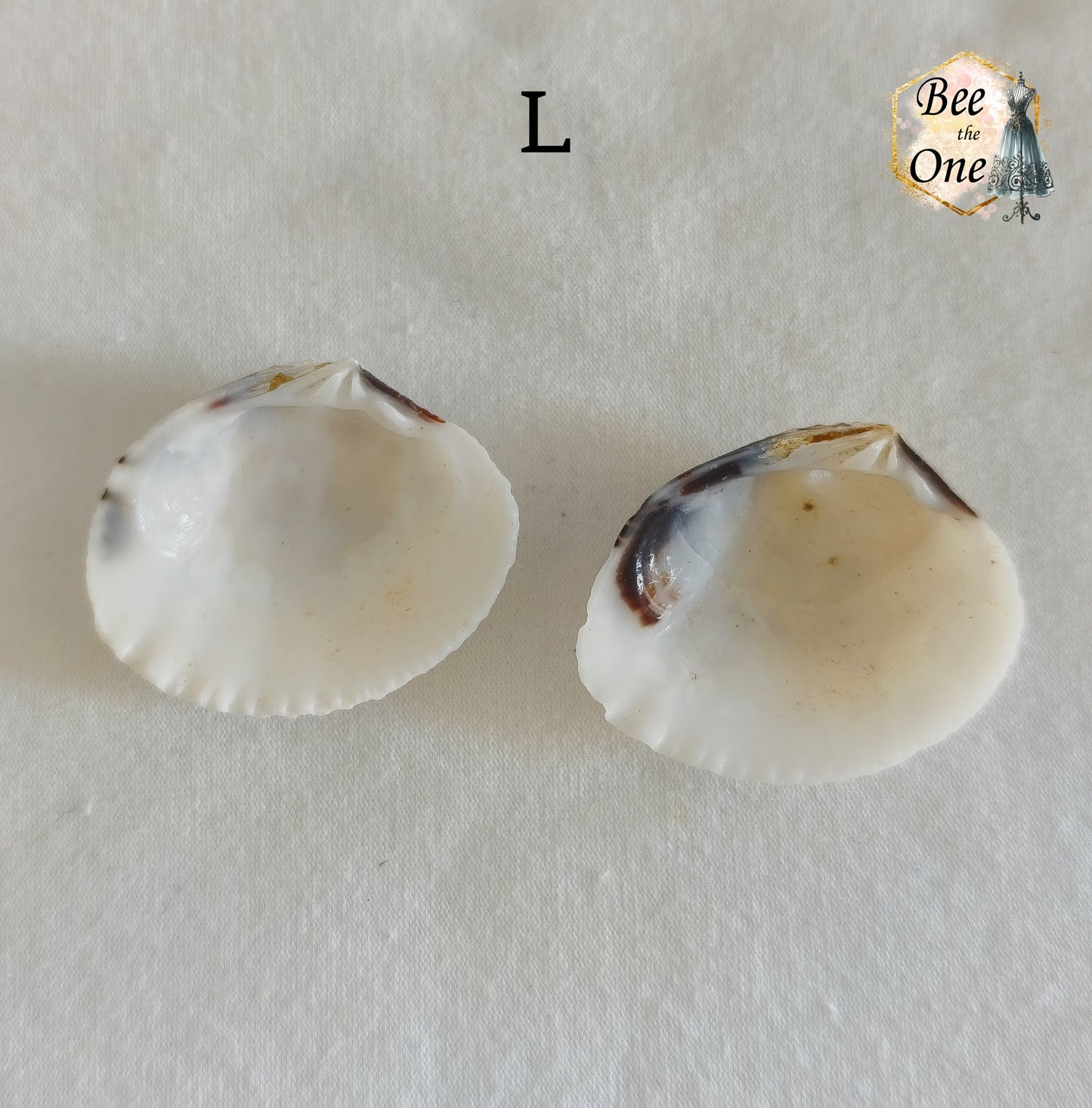 Paire de Breloques pendentif Coquillage naturel Coque - de 24 à 36 mm (au choix) - naturel