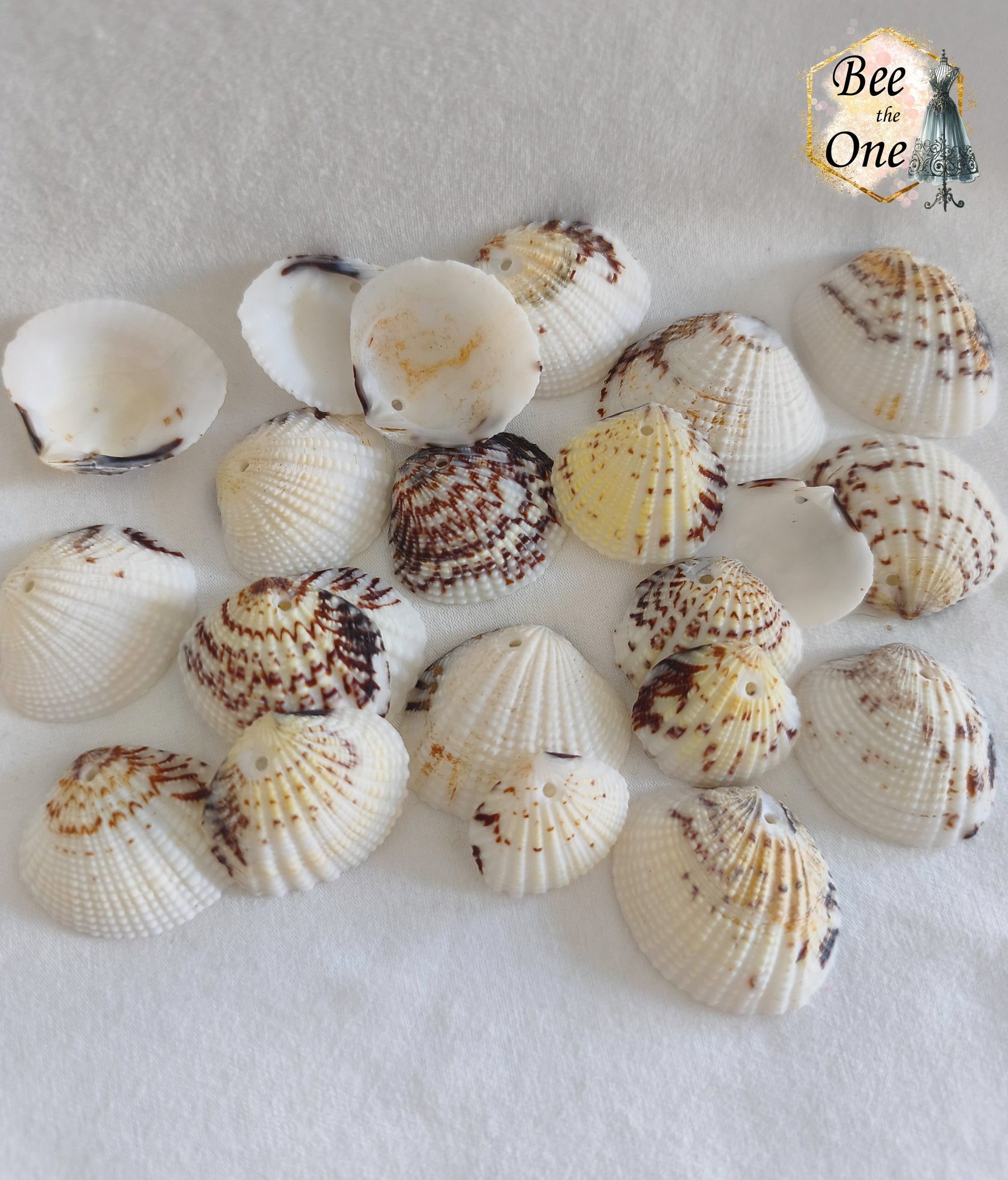 Lot de coquillages naturels de coques marines striées et marbrées dans les tons blanc, ocre et brun, pré-percés au sommet pour le montage en breloques et pendentifs, présentés sur fond blanc texturé.